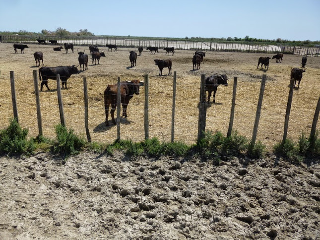 Camargue photo Gérald (104)