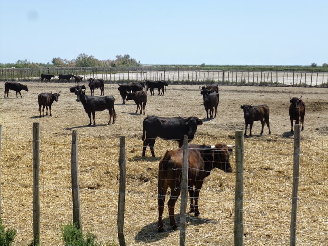 Camargue photo Gérald (105)