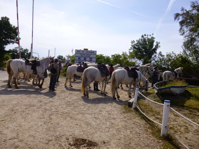 Camargue photo Gérald (31)