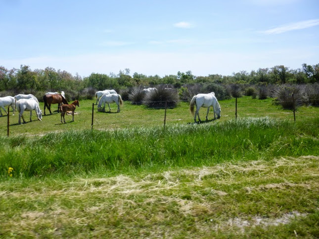 Camargue photo Gérald (94)