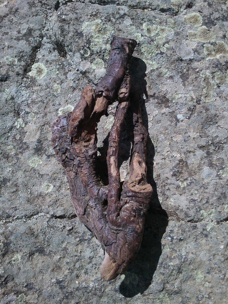 Corse en bois, trouvaille de Phil !!!