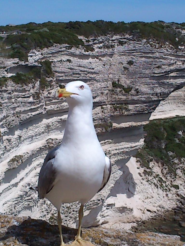 C'est moi la star de Bonifacio !!