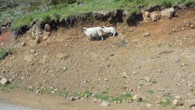 Gorges du Tarn - Cirque de Navacelles Mai 20160031